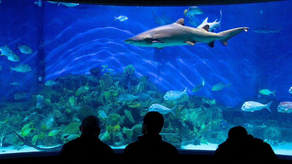 Melbourne-Aquarium-39888